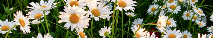 In Memory Of Cancer Patient