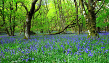 In Honor Of Cancer Survivor