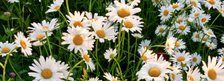 In Memory Of Iron County Cancer Patient